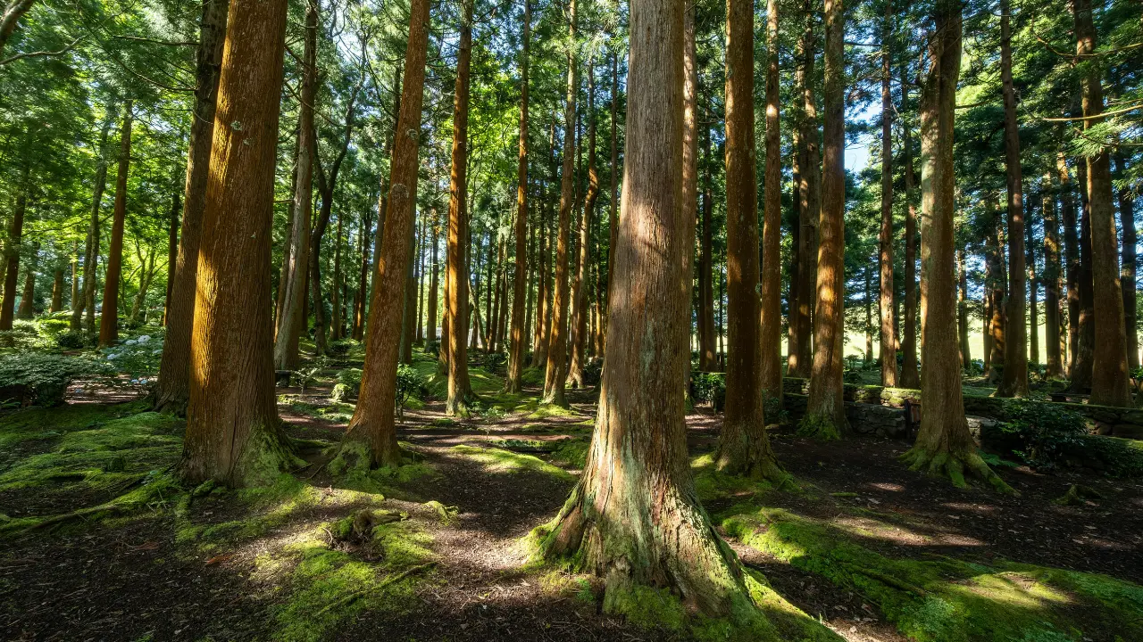 Peran Survei Foto Udara dalam Mendukung Kepastian Hukum dan Pengelolaan Tata Batas Hutan - No Category